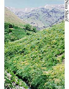 Green valley - Darbandsar