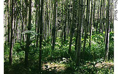 Tabrizi trees - Darbandsar