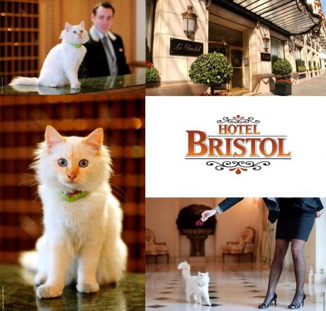 CHAT PERSAN: Persian cat becomes newest recruit of Paris' Bristol Palace
