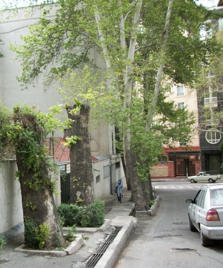 Tehran's Old Sycamore Trees