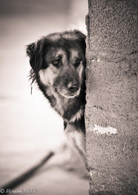 A day with the "Furry Angels" at Vafa Animal Shelter - Hashtgerd, Iran (by a visiting supporter)