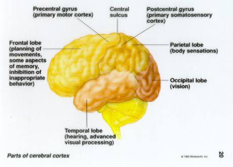 Liars' brains 'are not the same' 