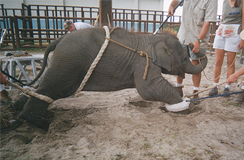 Photographs of baby elephants "training" for circus