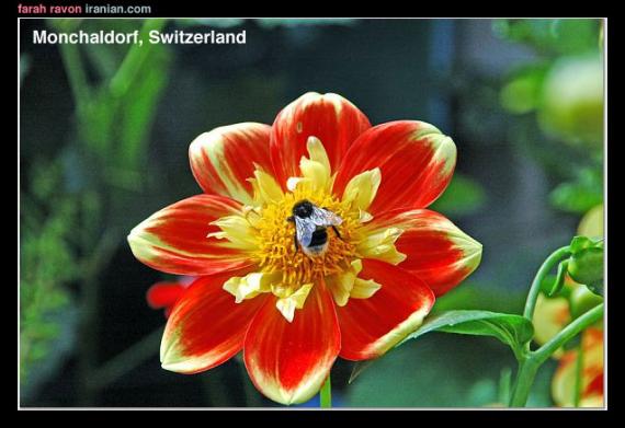 007swiss