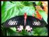 bfly034