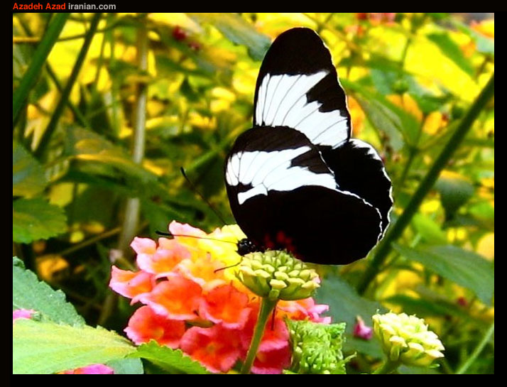 bfly044