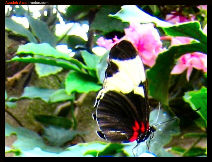 bfly061
