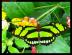 bfly062
