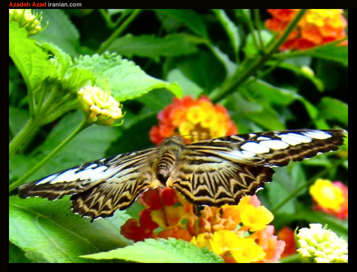 bfly065