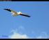 birdpf044