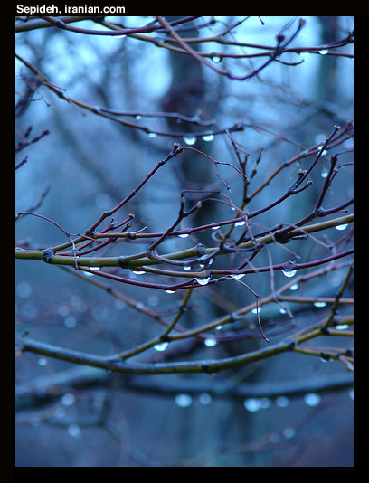 blues015