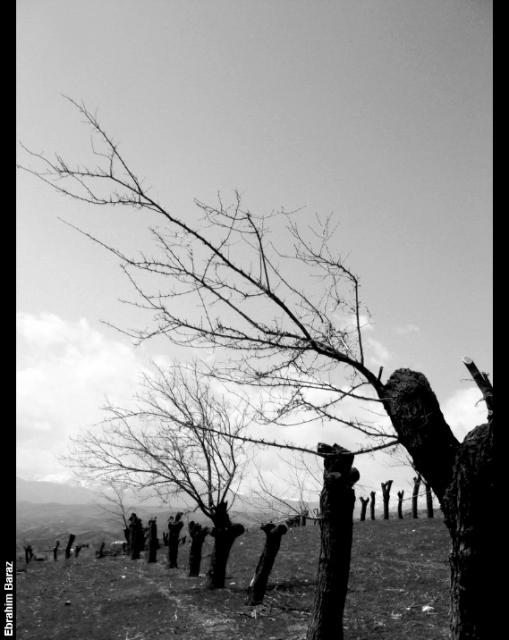 ebaraz022
