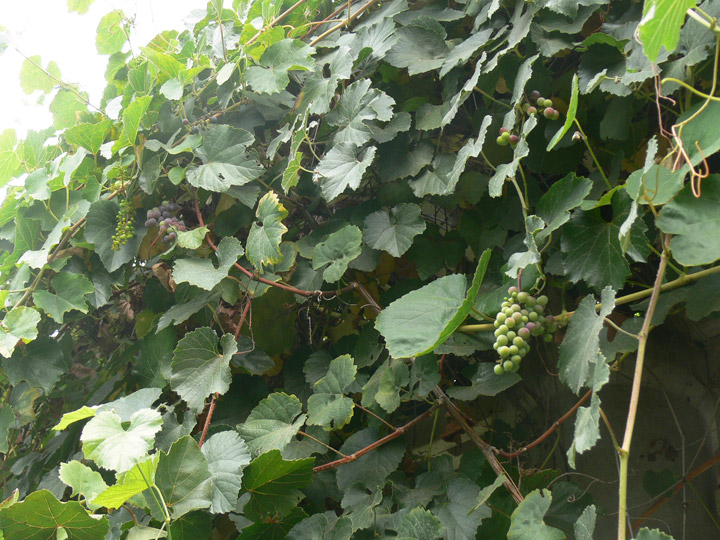 hunlib027