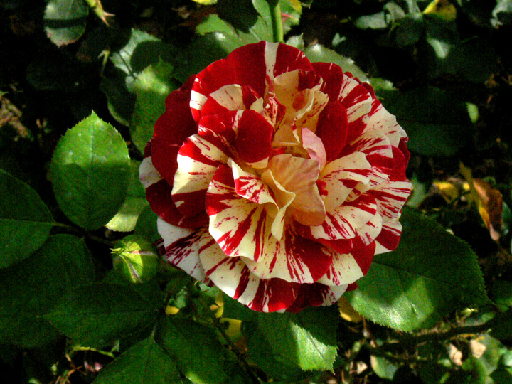 hunlib052