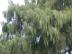 hunlib095