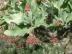 hunlib107