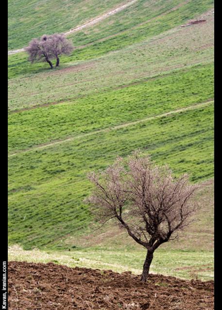kvkurd017