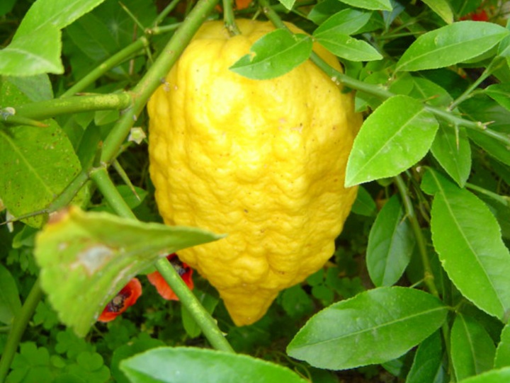 mahtav023