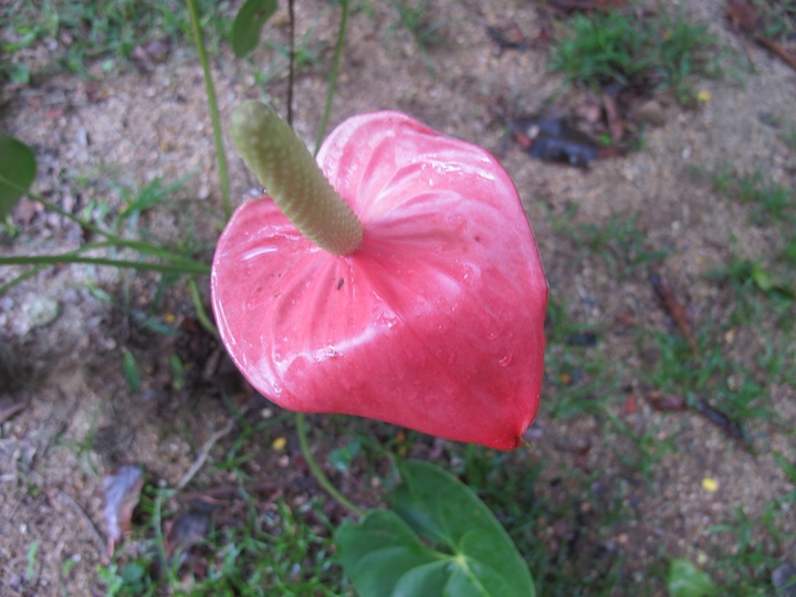 paraty029