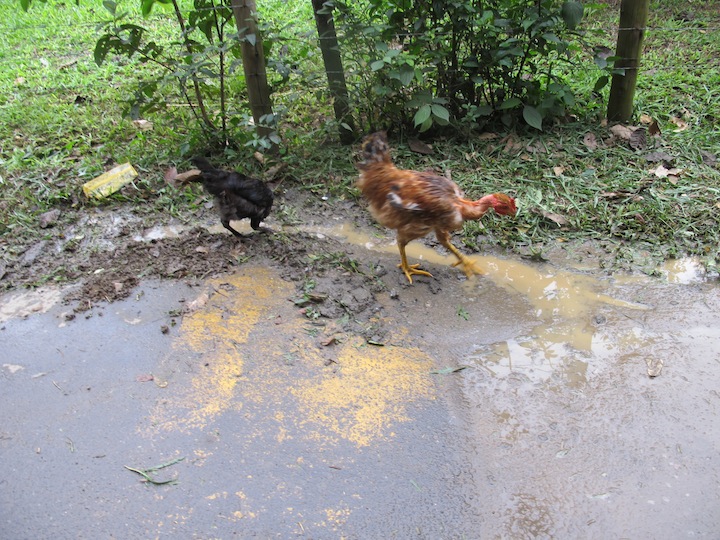 paraty084