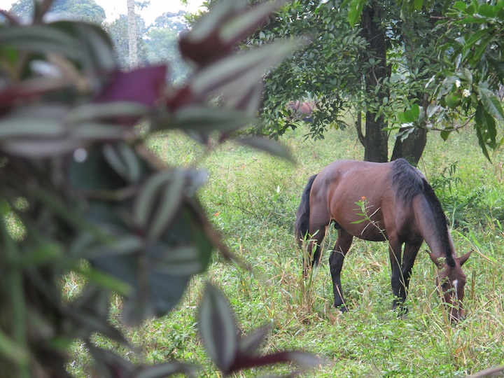 paraty123
