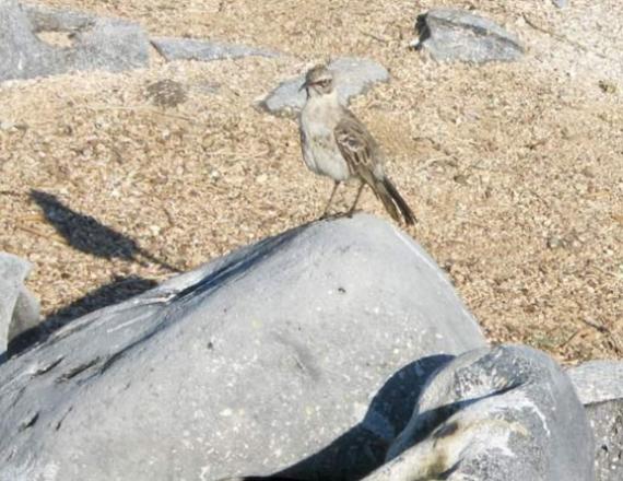 peru033