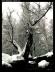 snoww010