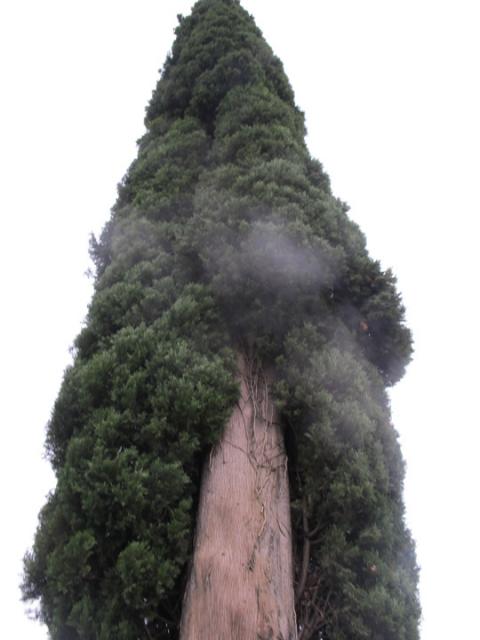 verona093