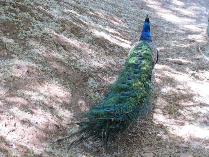 zoochi022