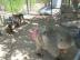 zoochi032