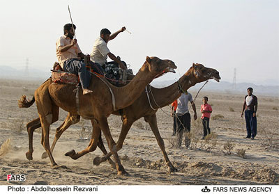 camel.jpg