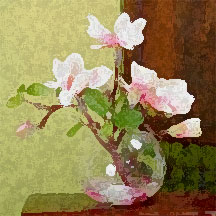 Lily's Magnolia