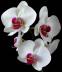 Orchid's picture