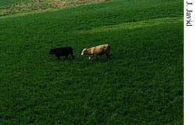 Pasture