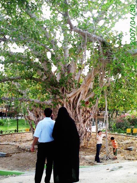 Wishing Tree