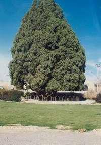 قدمت فرهنگ زدایی و درخت کشی در ایران