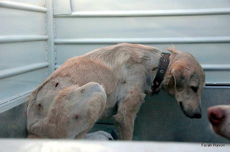 Please sign petition against killing stray dogs in Iran 