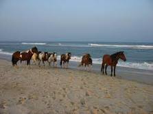 The Assateague Experience