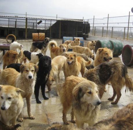 A few clips of Vafa Animal Shelter GoDs....