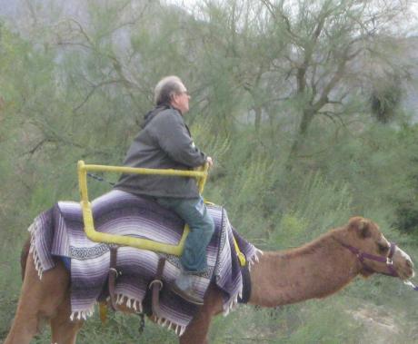 Camel riding in the high desert of California over the holidays