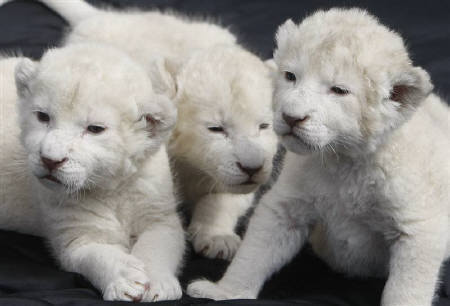 Be a Lion or A Sheep 