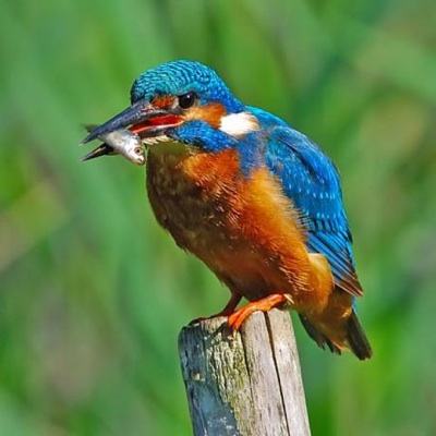 دفتر خاطرات عشقی و شهوانی  دو دختر ایرانی و ژاپنی