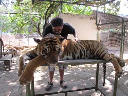 I kissed a tiger