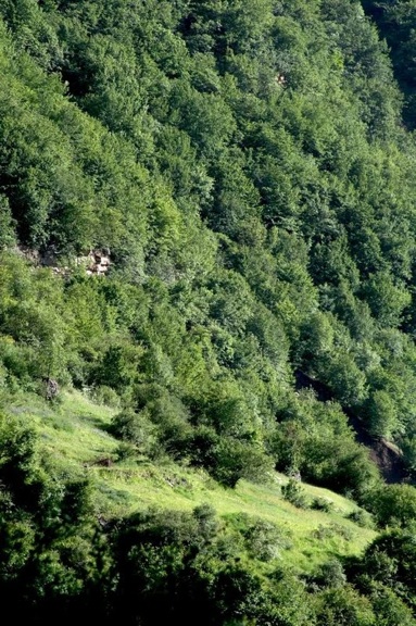 Harijan009