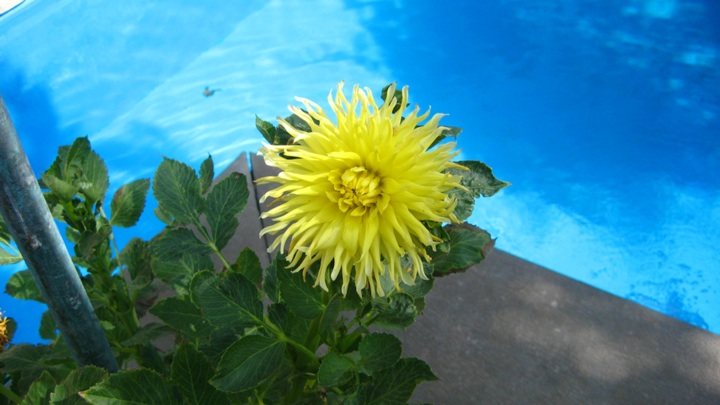 banapix034