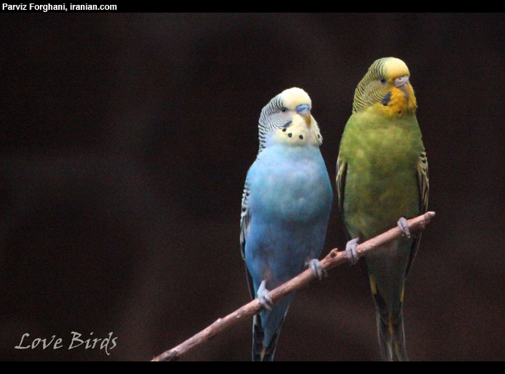 birdpf038