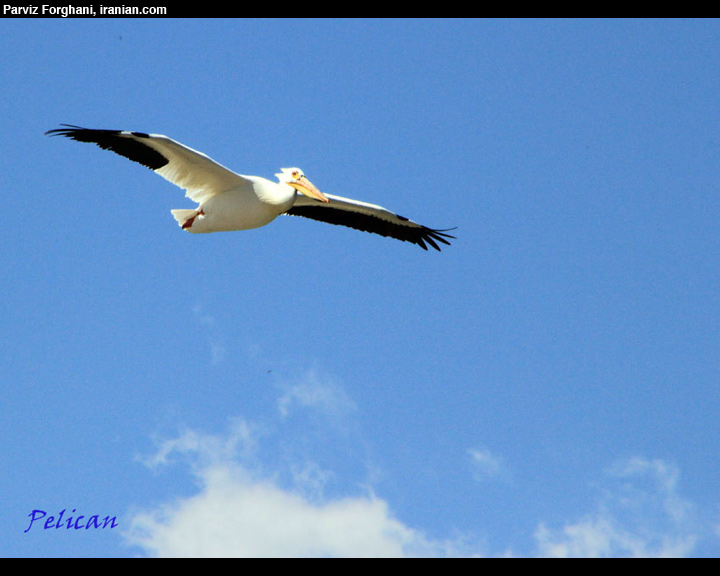 birdpf044