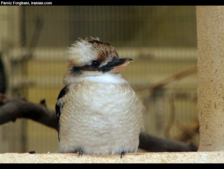 birdpf062
