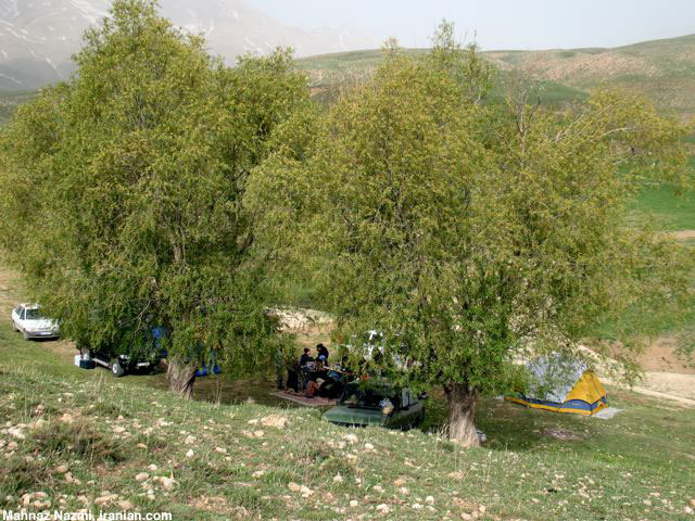 damav011