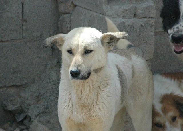 fkdogs094